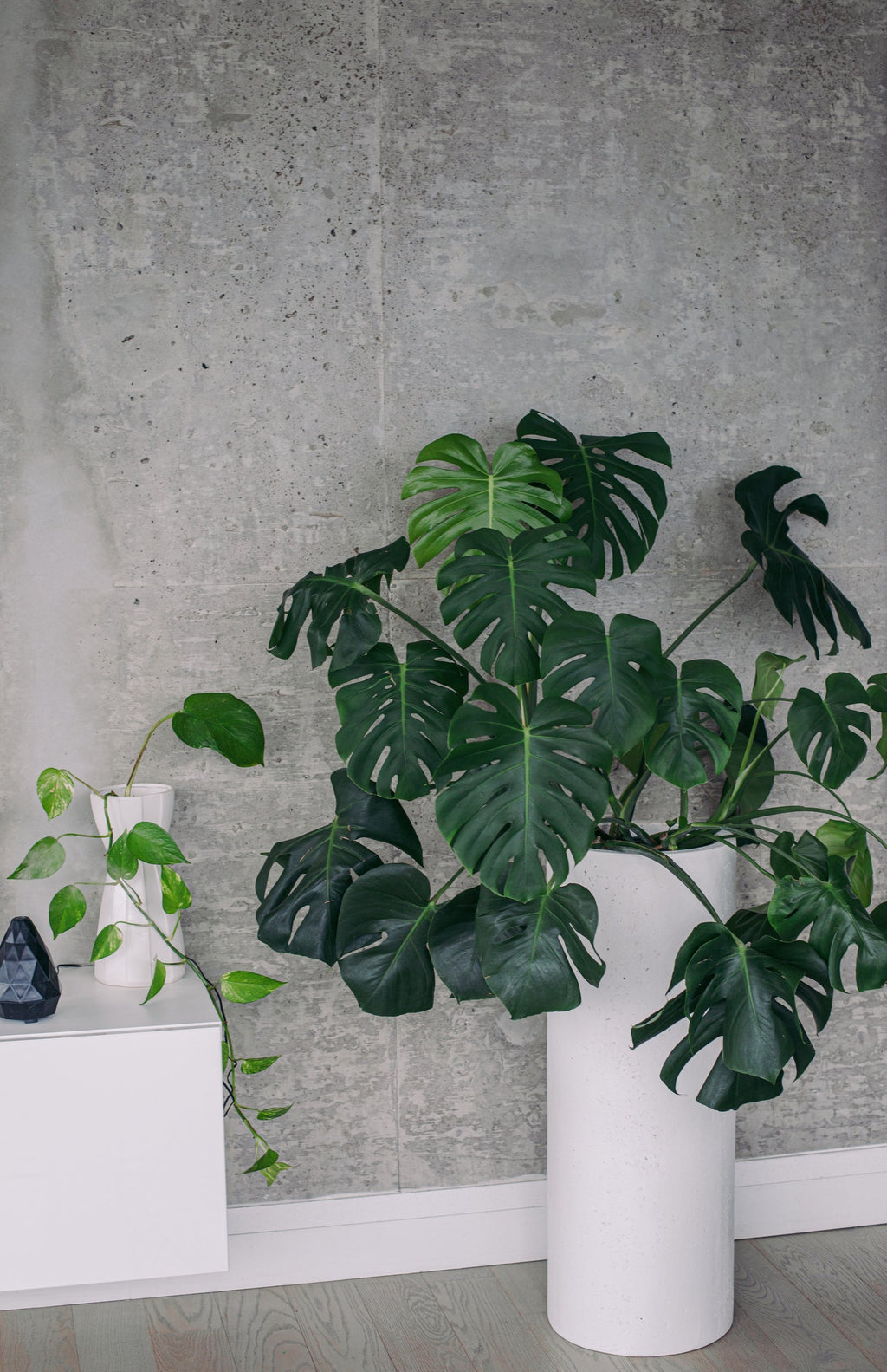 Große Monstera Deliciosa vor grauer Wand