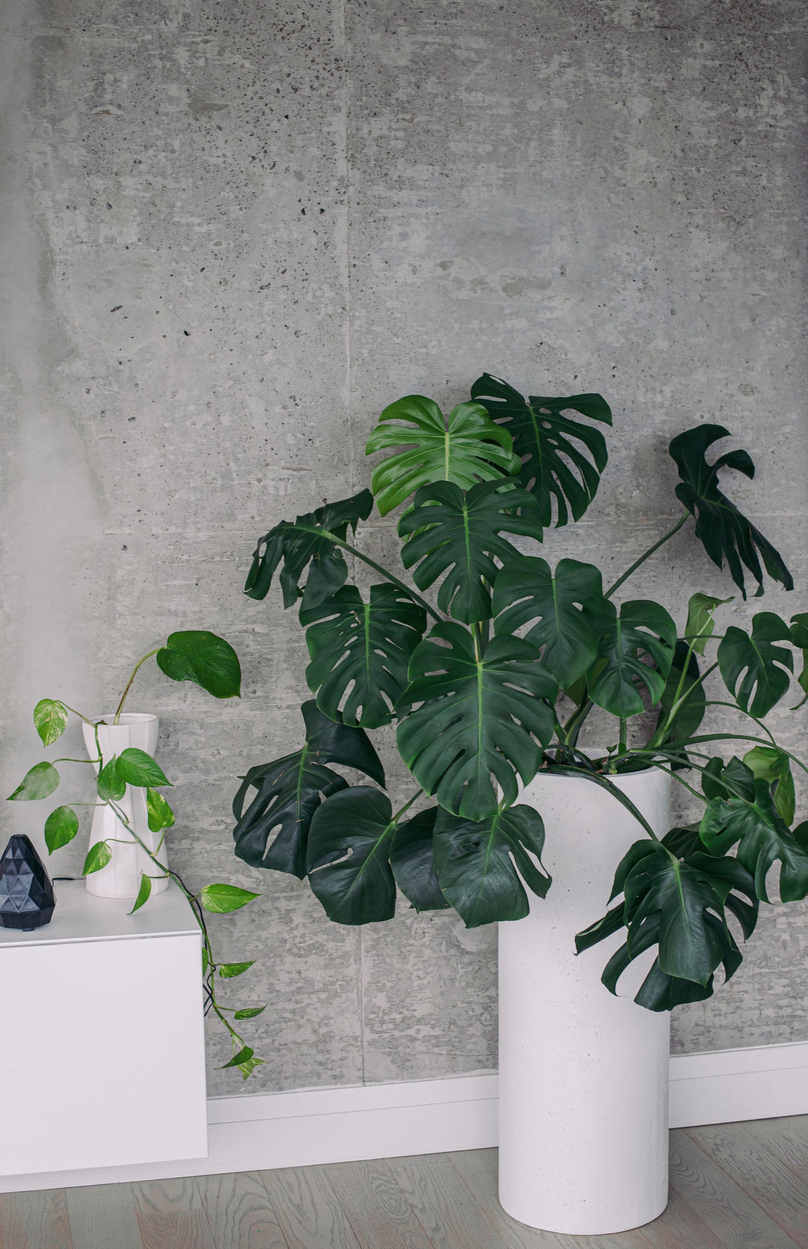Große Monstera Deliciosa vor grauer Wand