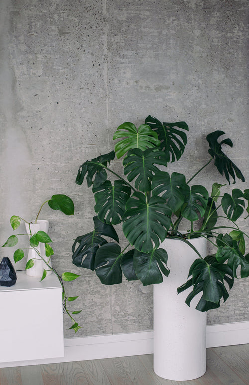 Große Monstera Deliciosa vor grauer Wand
