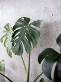 Monstera Deliciosa im Terrakotta-Topf