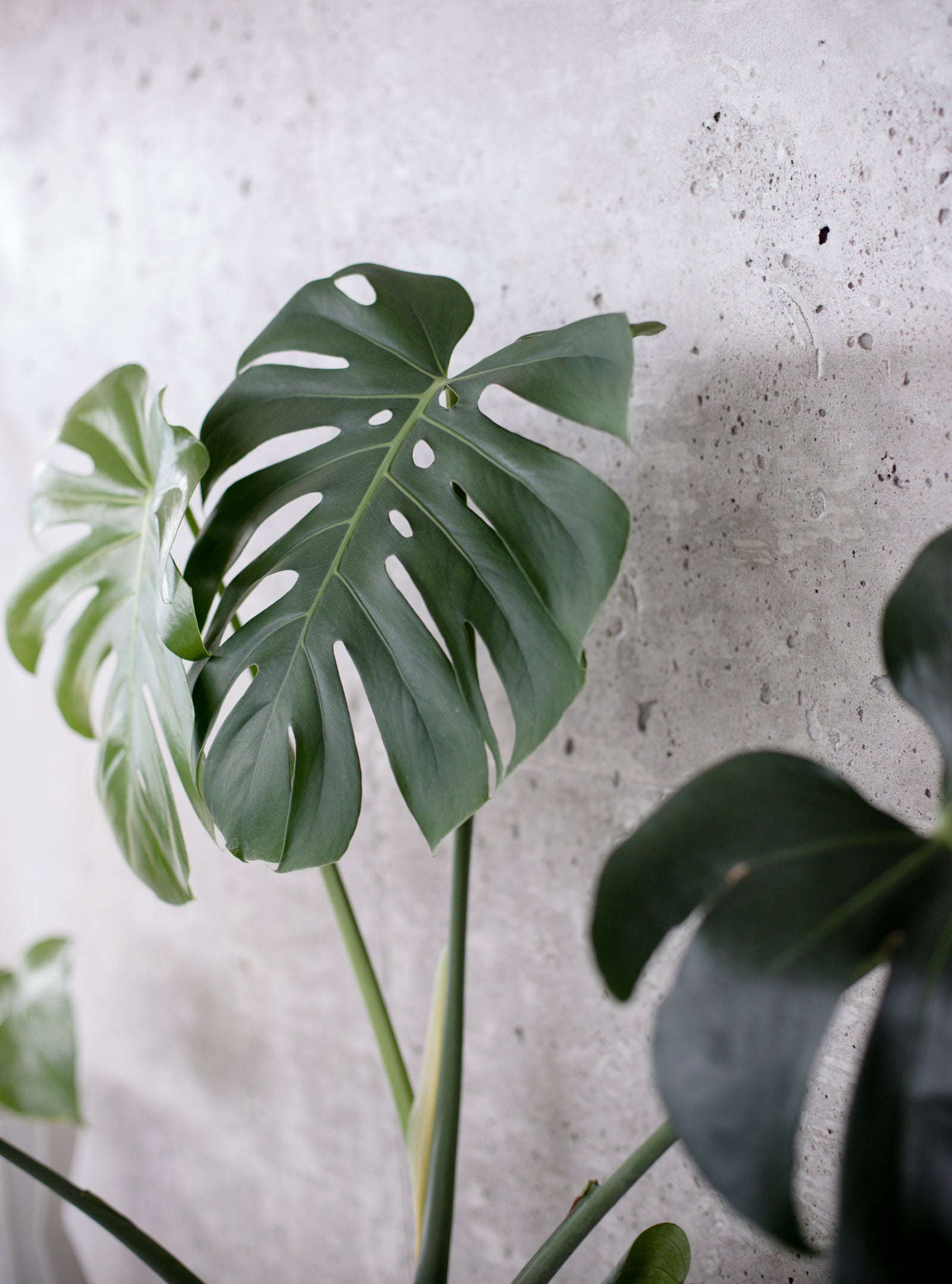 Monstera Deliciosa im Terrakotta-Topf