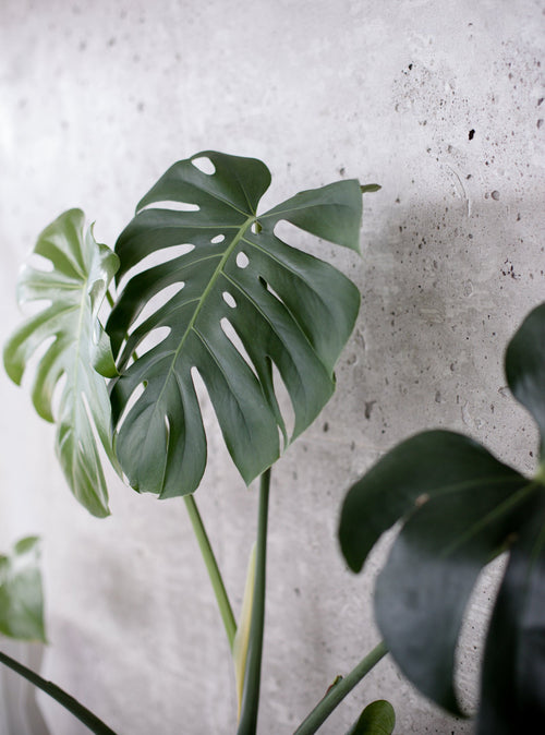 Monstera Deliciosa im Terrakotta-Topf